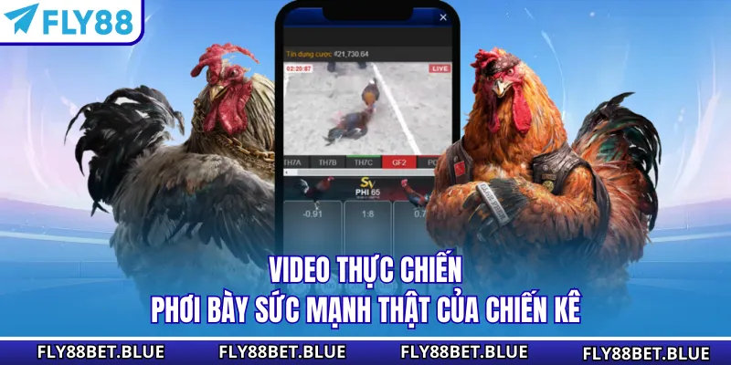 Video thực chiến phơi bày sức mạnh thật của chiến kê